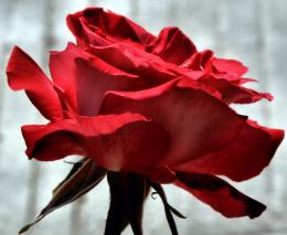 Rosey Red Picture